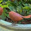 Decorative Bird Statue 2 Pcs Rusty Metal Figurine Farmhouse Vintage Garden Indoor Outdoor Decor Cute Small Sculpture for Home Patio Yard Lawn Handmade