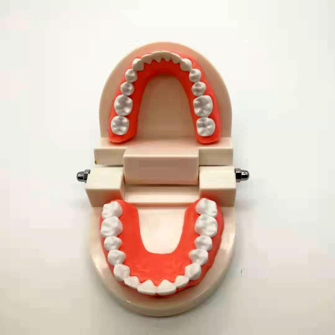 

Educational Dental Toy Denture Model for Kindergarten