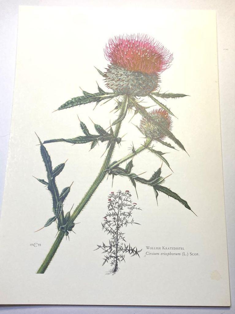 [USED] Natural History Encyclopedia 1958 (Germany) Botanical illustrations, 6 pieces of botanical art