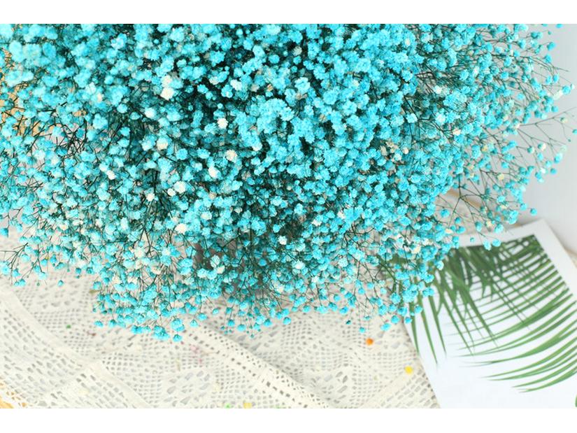 Eternal Gypsophila Bouquet: Color-Absorbing Ilocos Flowers for DIY Floral Arrangements and Wedding Decorations