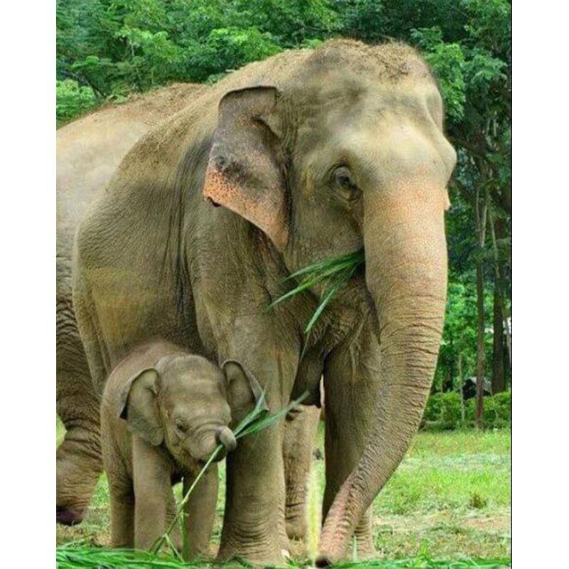 Colour Diamond Full Drill Painting Africa Elephant Cross Stitch Diamond Embroidery Animals 5d Diy Mosaic Decor For Ho