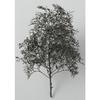 Woodland Scenics x KATO Natural Material Trees Black Dyed 24-368 Railway Model Supplies