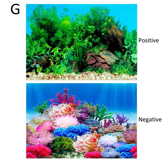 Poster Sfondo Acquario Oceano Autoadesivo Pesci Acquario Sfondo Adesivo Decorazione