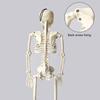 2025 Halloween Skull Skeleton 90cm Posable Skeleton Human Shape Bones Halloween Party Home Decorations Haunted House Horror Prop