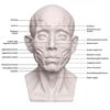 Still Life Ornament Planar Head Model Resin Skecthing Painting Sculpture  for Art Beginner