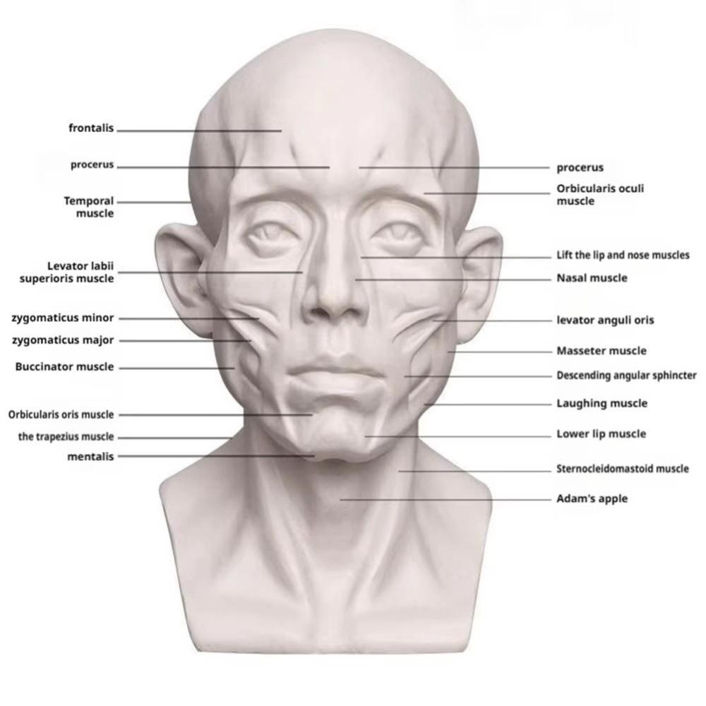 Still Life Ornament Planar Head Model Resin Skecthing Painting Sculpture  for Art Beginner