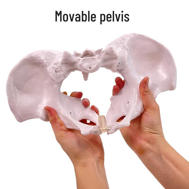 Female Pelvic Muscle and Pelvic Floor Model for Midwifery and Childbirth Education