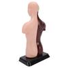 Human Body Anatomy Model 7 Removable Parts 10.24 Inch Human Torso Anatomical Model for School Medical Education Display