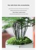 Asparagus Fern Indoor Bonsai – Easy-Care Evergreen for Home or Office Decor