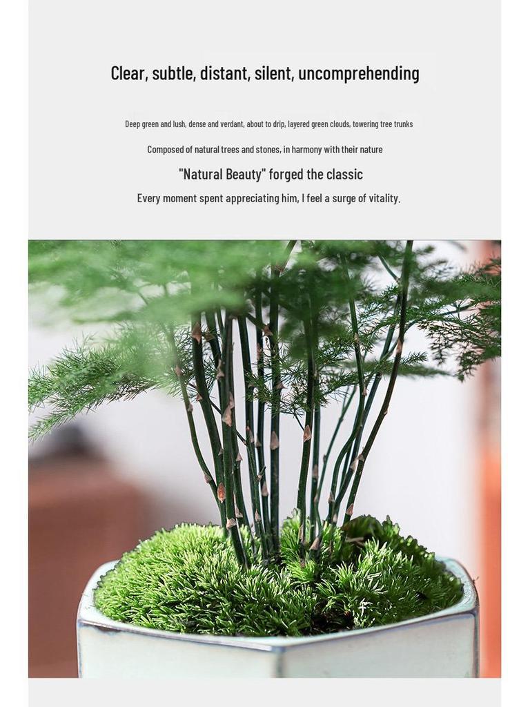 Asparagus Fern Indoor Bonsai – Easy-Care Evergreen for Home or Office Decor