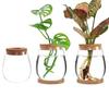 Transparent Tabletop Plant Vase with Wooden Tray Mini Terrarium Glass Planter  Botanical Display
