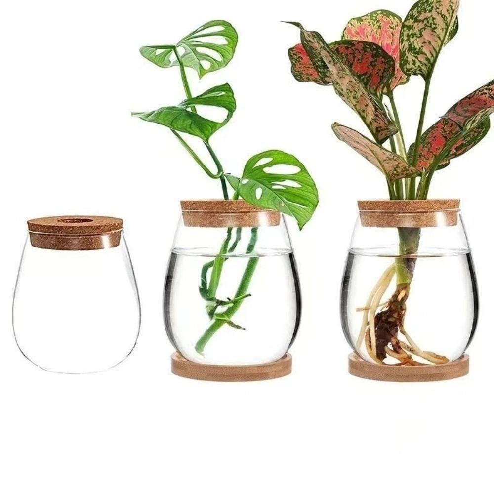 Transparent Tabletop Plant Vase with Wooden Tray Mini Terrarium Glass Planter  Botanical Display