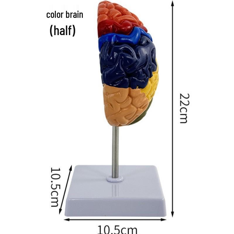 Функциональная область коры головного мозга Учебное пособие Модель мозга
