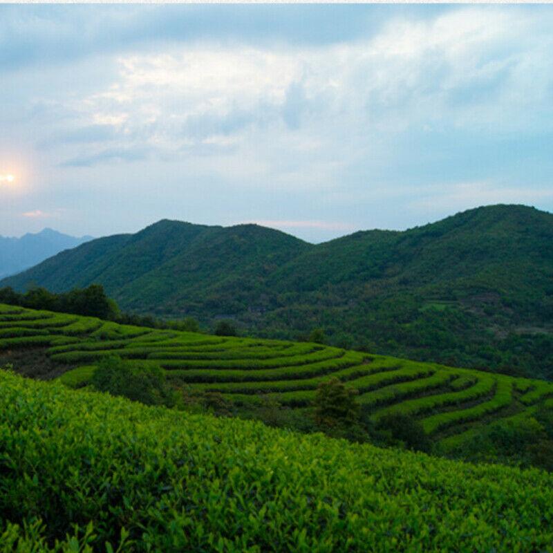 300 g 2017 Fuding hvit tekake økologisk Shoumei grønn te med blomsterduft