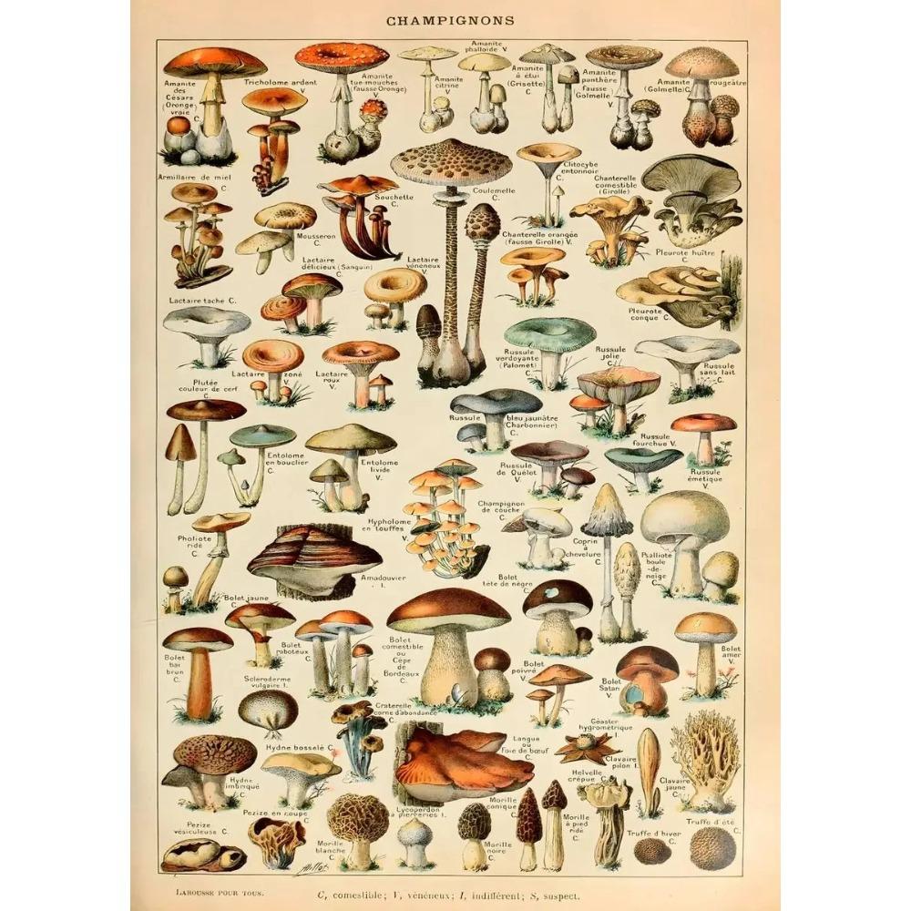 Arte Murale Classica Vintage Piante Fungo Fiore Medicinale Insetto Farfalla Verdura Zucca Carota Tela Poster ad Olio e Stampe