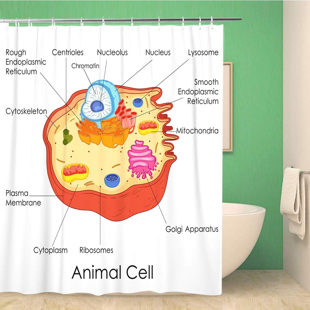 Science Shower Curtain, Black Chalkboard Biology Hand Written, Cloth Fabric Washable Bathroom Decor Set With Hooks, Black Brown