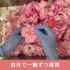 Rosemay Akita Rosengarten Reines Rosenwasser in (Hergestellt in Japan) (Einzelexemplar)