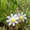 Big Resin White Daisy Dangle Earring for Women New Simple  Bellis Perennis Sunflower Daily Ear Zircon Wholesale Christmas Gift