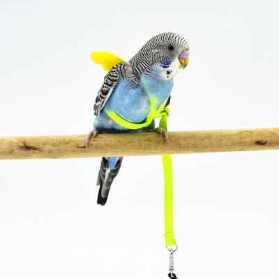 parrot harness and leash