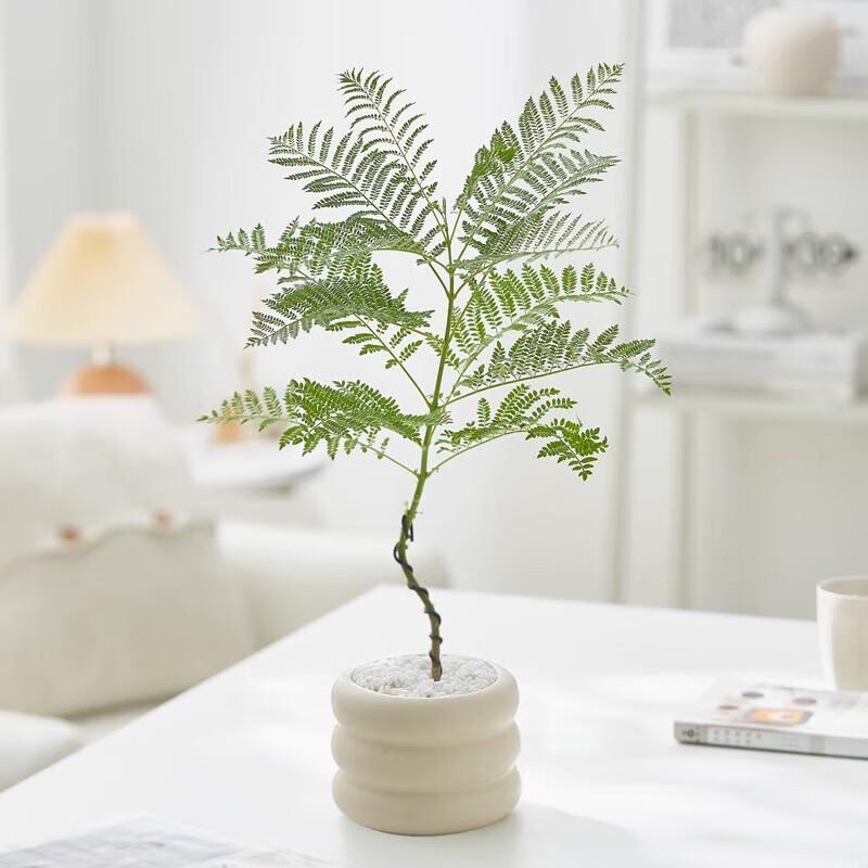 Money Tree Plant In Donut Pot
