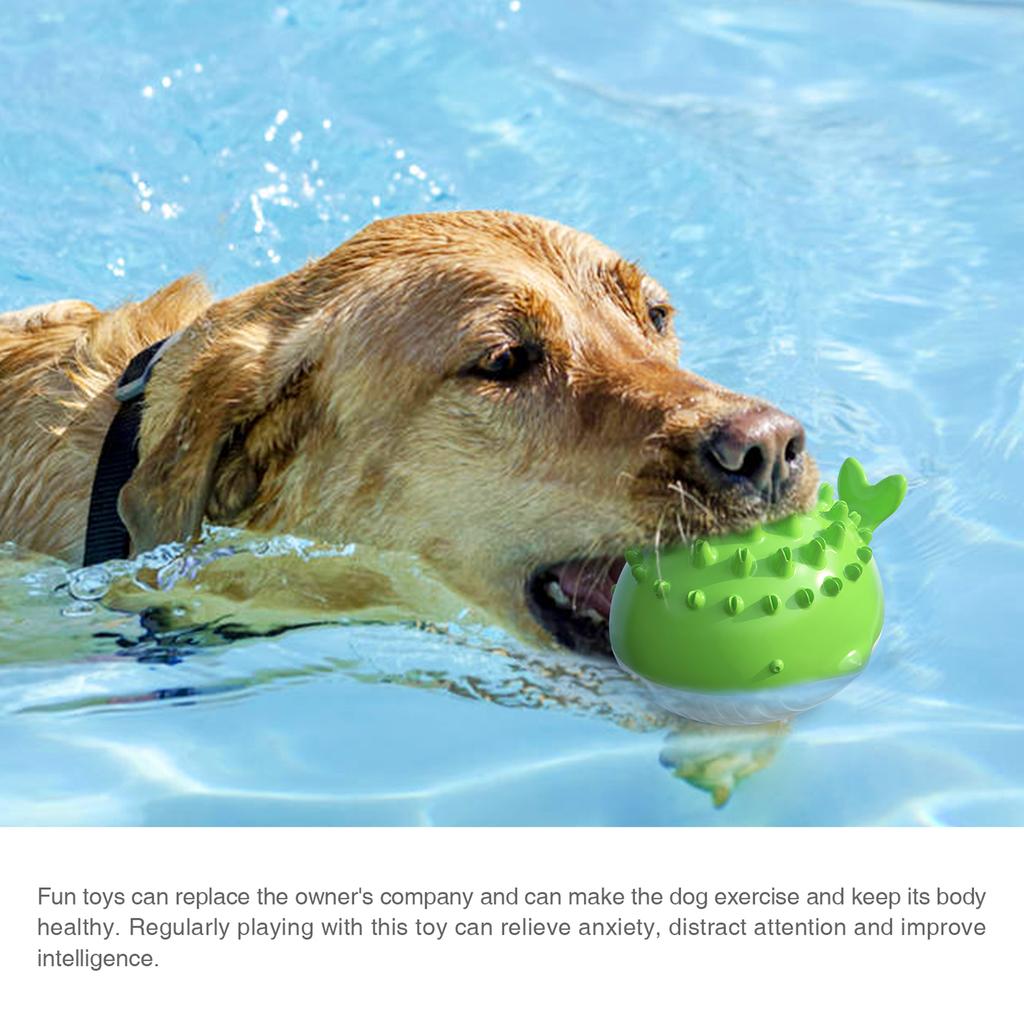 dog biting water spray