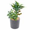 Green Simulation Succulent Flowerpotted Table Potted Fake Flower Bonsai  Desktop Ornament