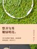 Premium Mingqian West Lake Longjing Green Tea New Tea Gift Box 200g High End Head Picking Spring Tea for Elderly Leaders