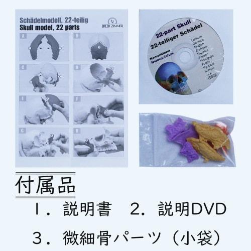 ERLER ZIMMER (Germany) 22-Section Magnetic Skull Model for Craniosacral and Craniosacral Therapy [Back In Stock]