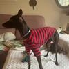 Winter Warm Chihuahua Clothing  Hoodie Dog Pet Hoodie Dog Clothes for French Bulldog ,York ,Pug&Baby Born Cat Big Dog Sweater