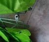 Ivy Netting For Balcony 50Cm X 300Cm