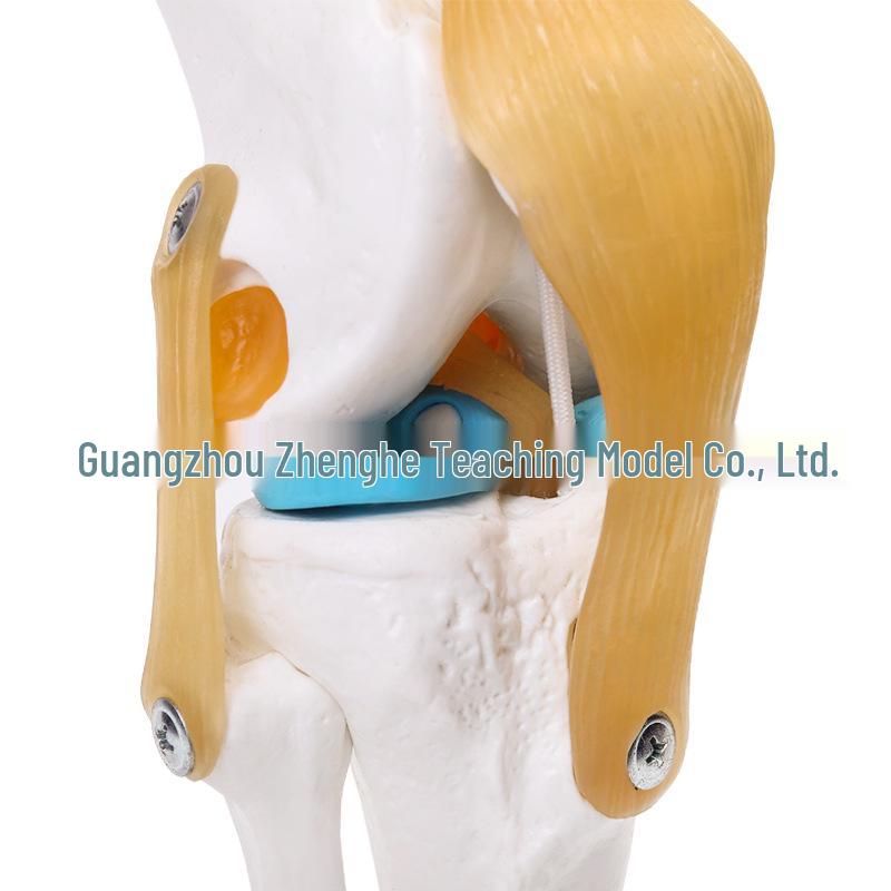 Functional Human Knee Joint Model with Ligaments