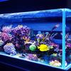 10/20/30/50 Stück Miniatur leuchtende sechseckige Drachenfigur Dekorative Basteldekoration Schreibtischornament Aquarium Gartendekoration
