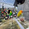 Ptačí hnízdo House Papoušek Závěsná houpací síť Spací postel Omyvatelná Pet Papoušci Závěsná Snuggle Cave Šťastná bouda pro andulku Korela