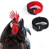 2Pack Anti-Scratch No-Hook Chicken Collar Noise Reduction Rooster Neckband Pet Chicken Safety Poultry Gear Bird Rope Accessory