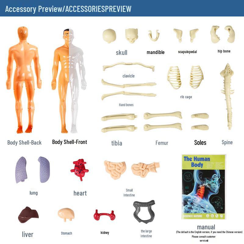 Children's STEM Educational Human Skeleton Model Toy