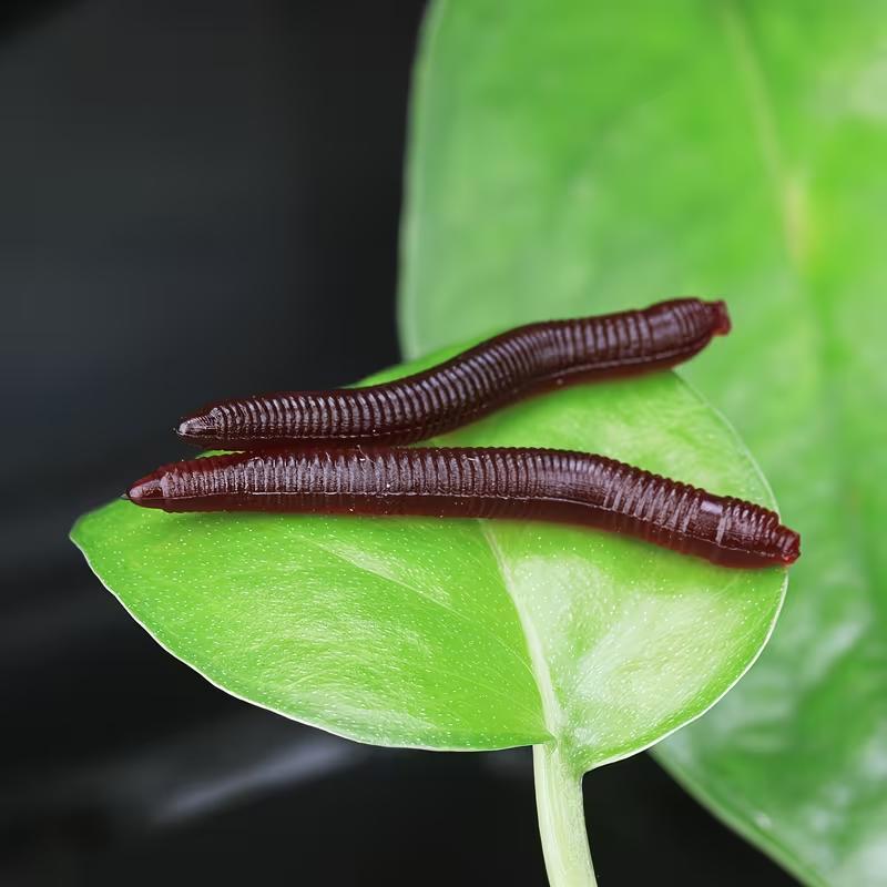 Gusanos de tierra Señuelos Blandos Gusano Rojo Blando Realista Señuelo de Pesca de Gusano de Tierra Cebo Artificial con Olor a Pescado Aditivo de Camarón para Lubina Carpa
