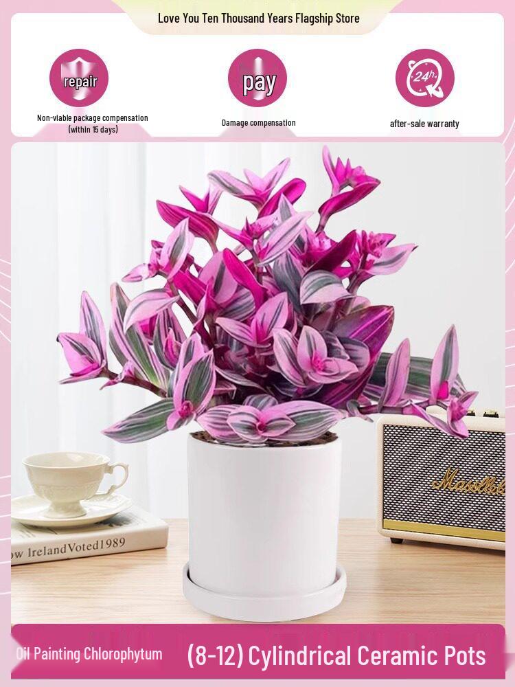 Wedding Lily of the Valley Rouge Cloud Succulents: Indoor Office Flowers & Desktop Green Plants