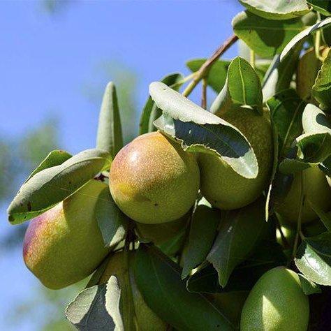 Organiczny olej jojoba 20ml z kroplomierzem