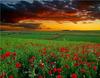 RUOPOTY Digital Painting Flower Sea Hand-Painted Wall Art Painting Unique Gifts On Canvas Sunset Pictures Home Decoration