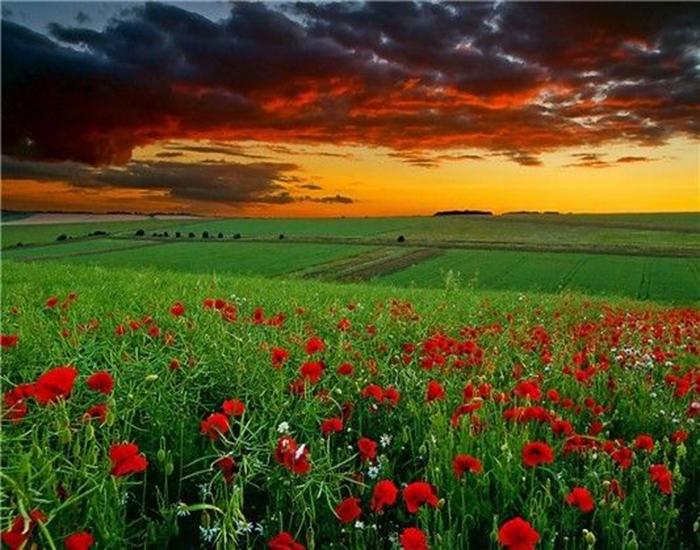 RUOPOTY Digital Painting Flower Sea Hand-Painted Wall Art Painting Unique Gifts On Canvas Sunset Pictures Home Decoration