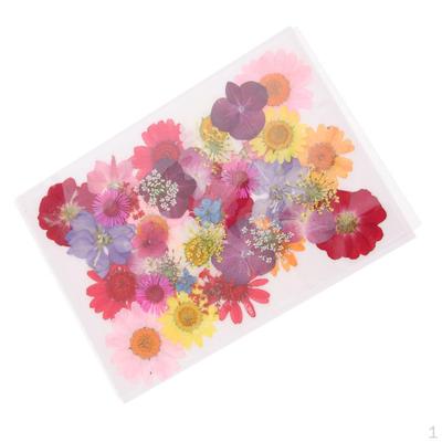 Natural Pressed Dried Flowers Leaves