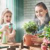 Ghivece de flori și coșuri – Sol pentru plante