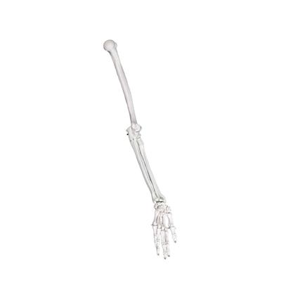 Detailed Left or Right Arm Bone Scapula Clavicle Model Constructed from Strong PVC Texture for Classroom Demonstration