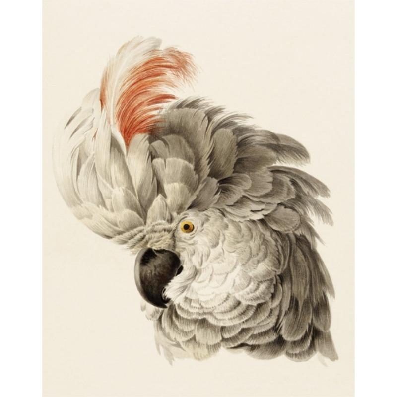 

Watercolor Bird Painting Poster Cockatoo Vintage Bird Print Canvas Painting Aesthetic Prints for Home Living Room Cockatoo Print 21cm×30cm NoFrame