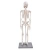 Model de schelet uman de 85 cm cu suport Instrument pentru experimente biologice pentru predarea anatomică