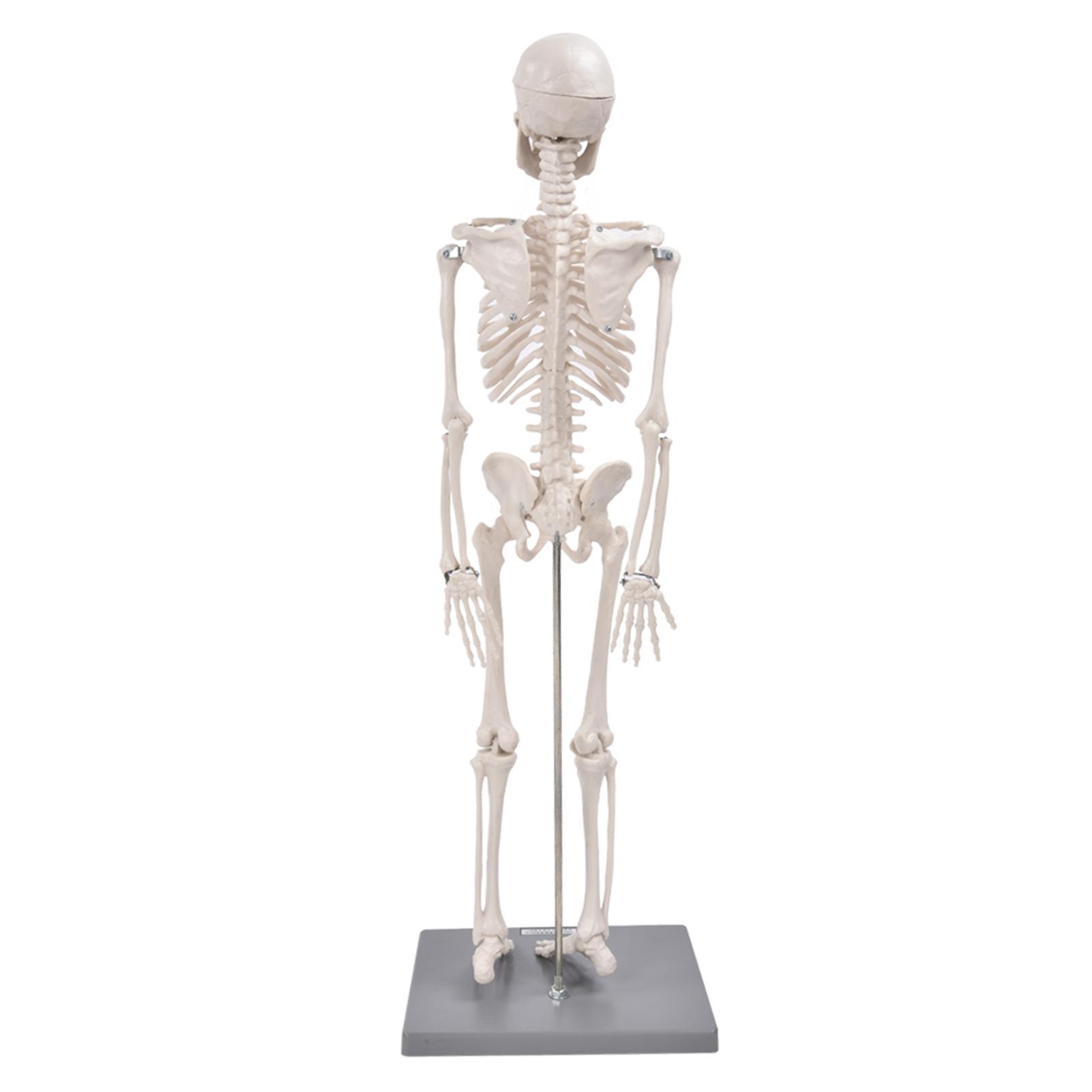 85cm Human Skeleton Model with Stand Biological Experiment Tool for Anatomical Teaching Use PU