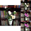 Artificial Rose Plant With Silk Flowers For Home Decor And Gift Use