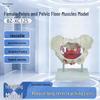 Female Pelvis & Pelvic Floor Muscle Training Model