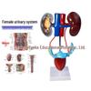 Modello 3D del Sistema Urinario Umano: Rene, Uretere, Vescica, Uretra Maschile e Femminile