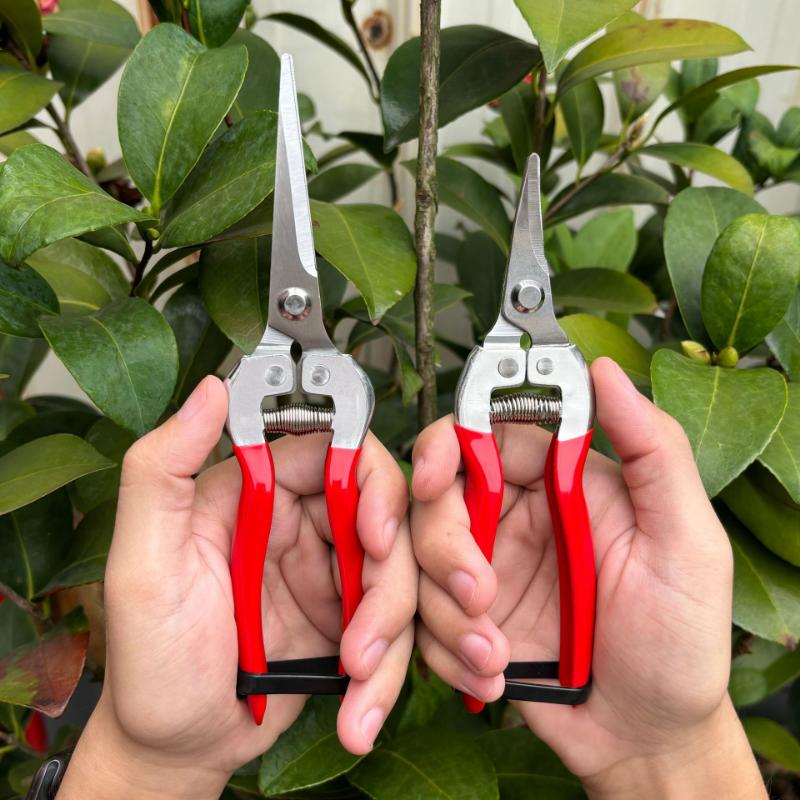 Orchard Fruit Picking Shears Picking Grapes and Melons Scissors Garden Fruit Tree Flower Branch Grafting Gardening Scissors